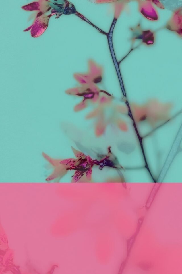 Stillleben Foto Grafik 3