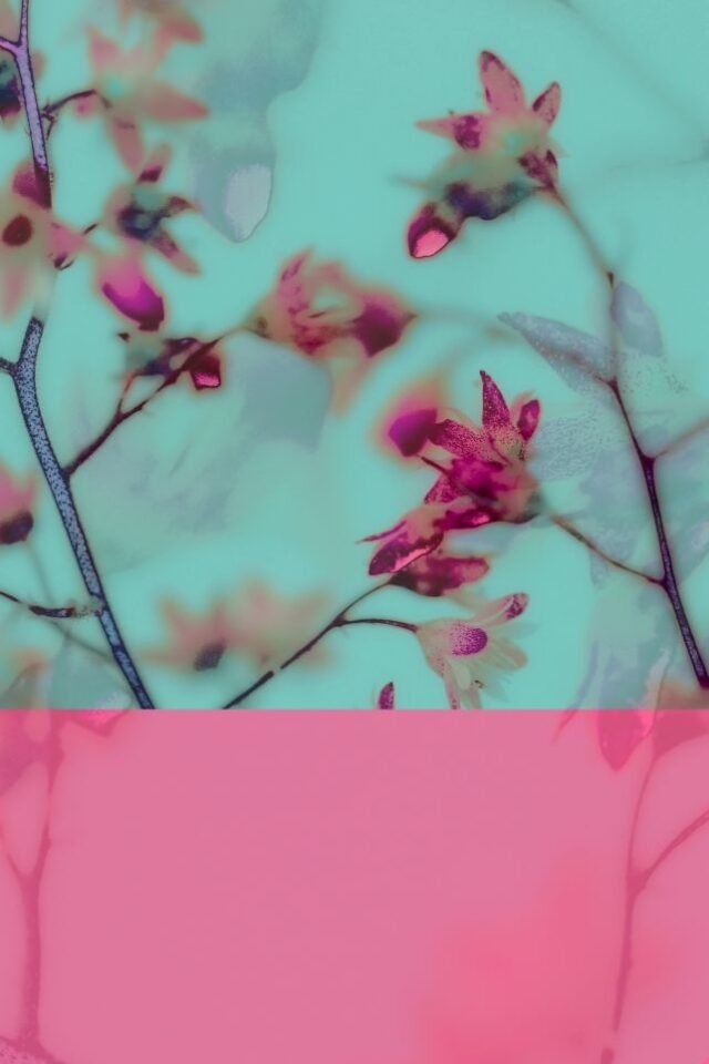 Stillleben Foto Grafik 5