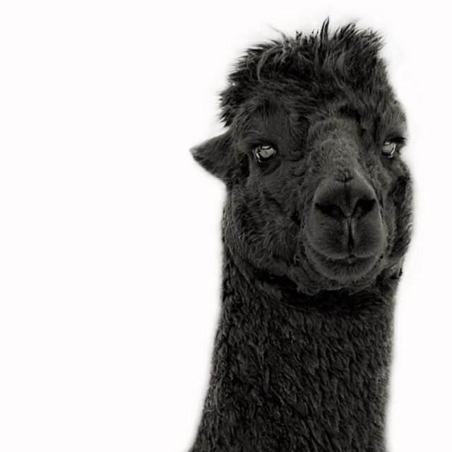 Tier Diverses 11