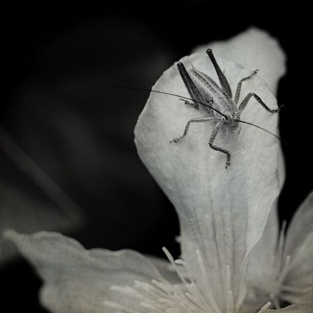 Tier Insekten Amphibien 03