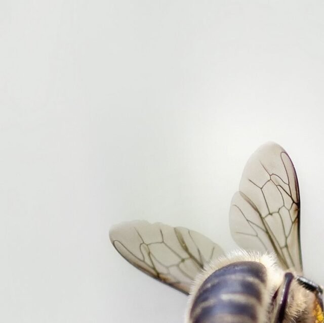 Tier Insekten Amphibien 06