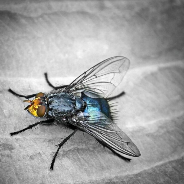 Tier Insekten Amphibien 07