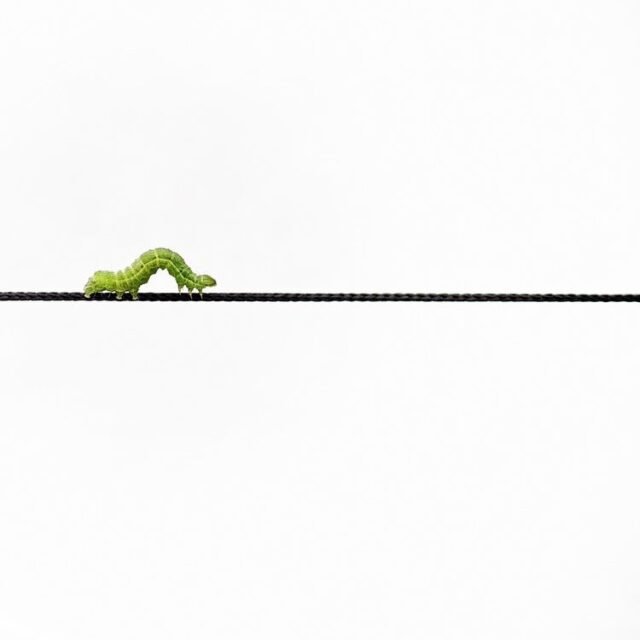 Tier Insekten Amphibien 08