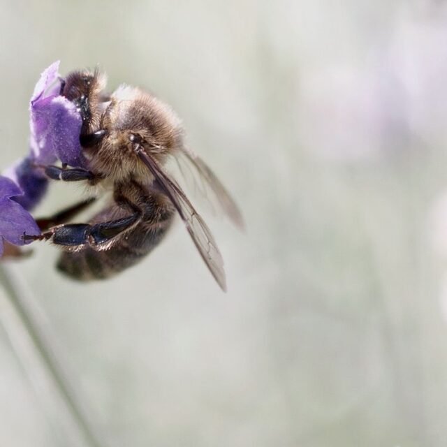Tier Insekten Amphibien 09