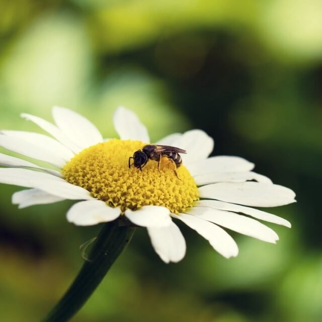 Tier Insekten Amphibien 25