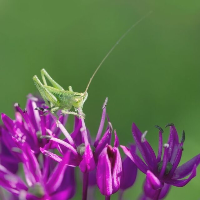 Tier Insekten Amphibien 27