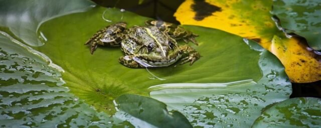 Tier Insekten Amphibien 30