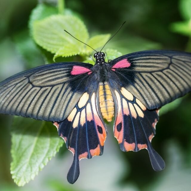 Tier Insekten Amphibien 37