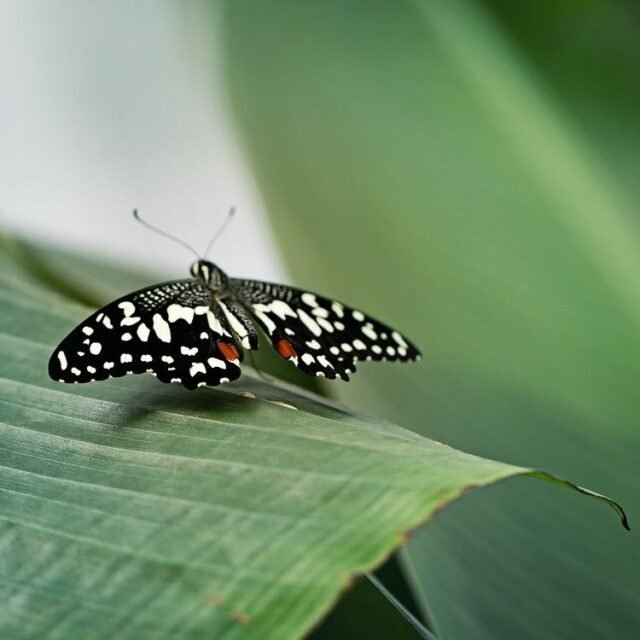 Tier Insekten Amphibien 40