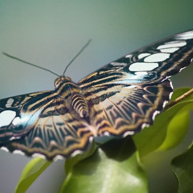 Tier Insekten Amphibien 42
