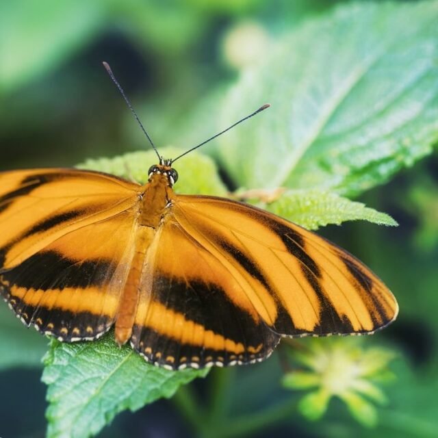 Tier Insekten Amphibien 43