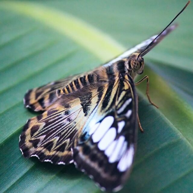 Tier Insekten Amphibien 45