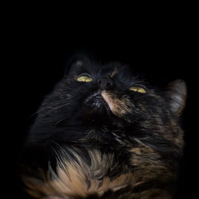 Tier Katzen Hunde 01