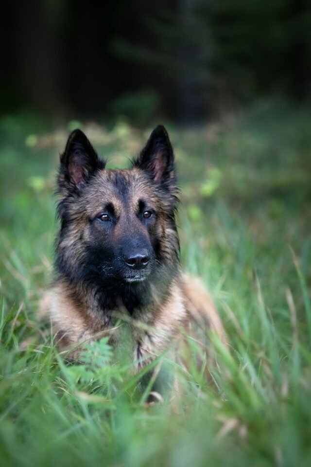 Tier Katzen Hunde 03