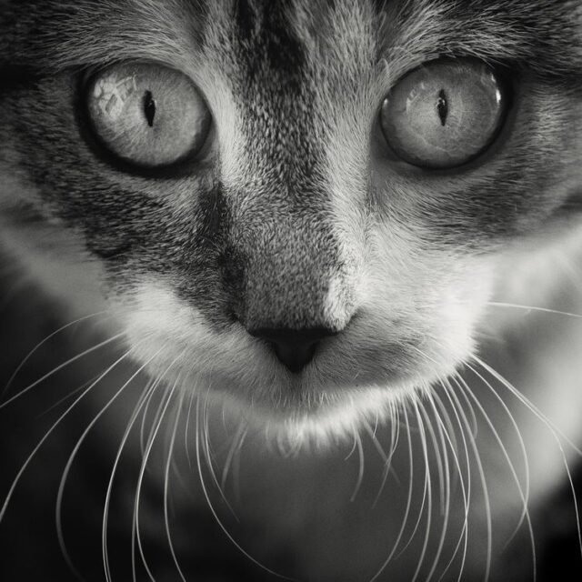 Tier Katzen Hunde 04