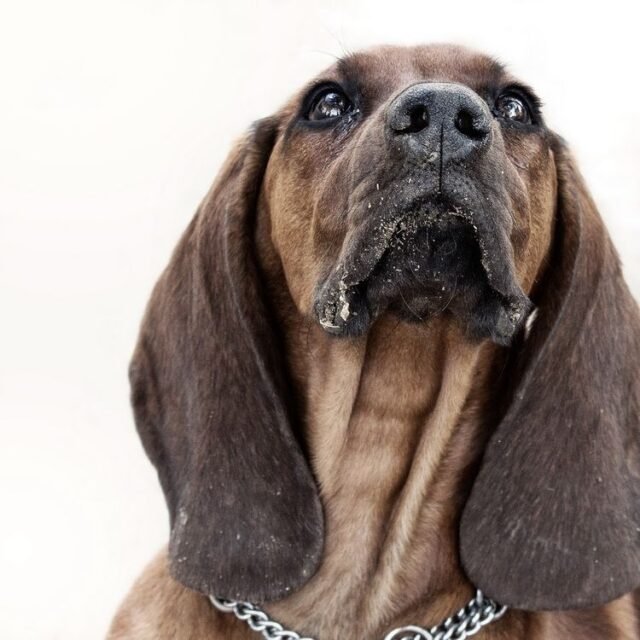 Tier Katzen Hunde 05