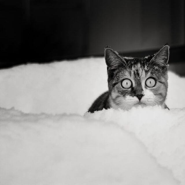 Tier Katzen Hunde 06