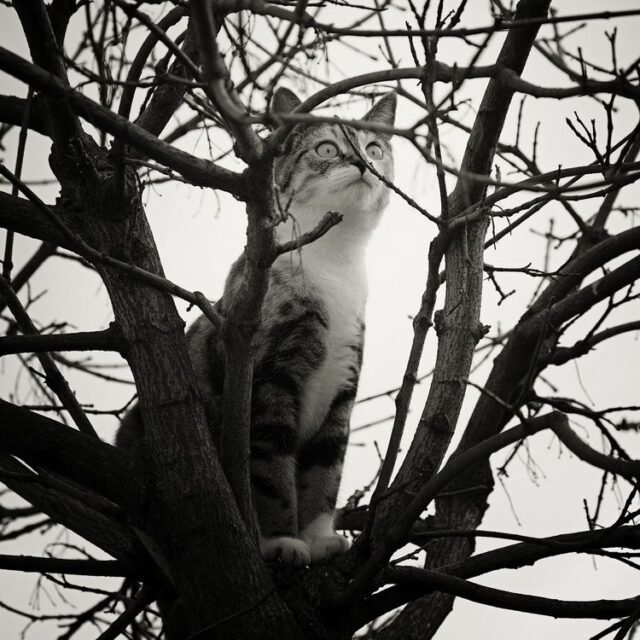 Tier Katzen Hunde 08