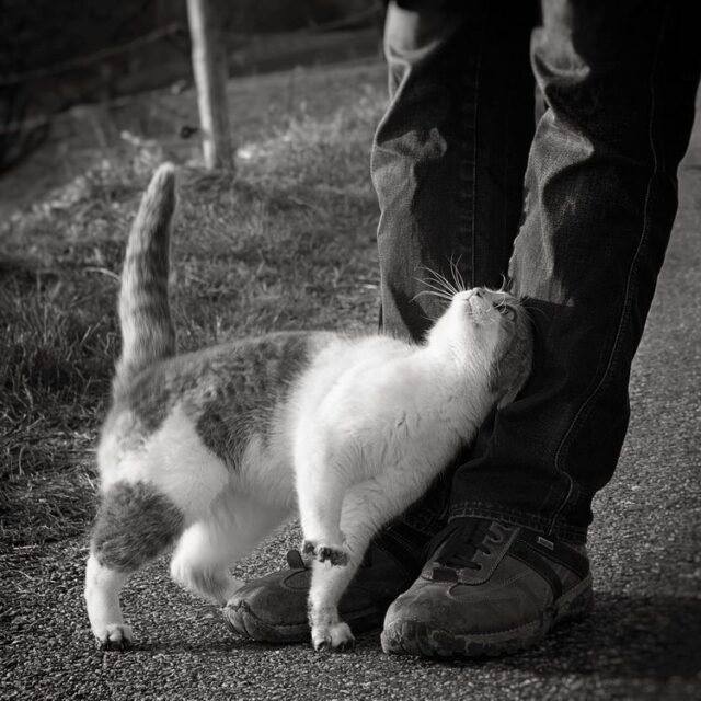 Tier Katzen Hunde 09