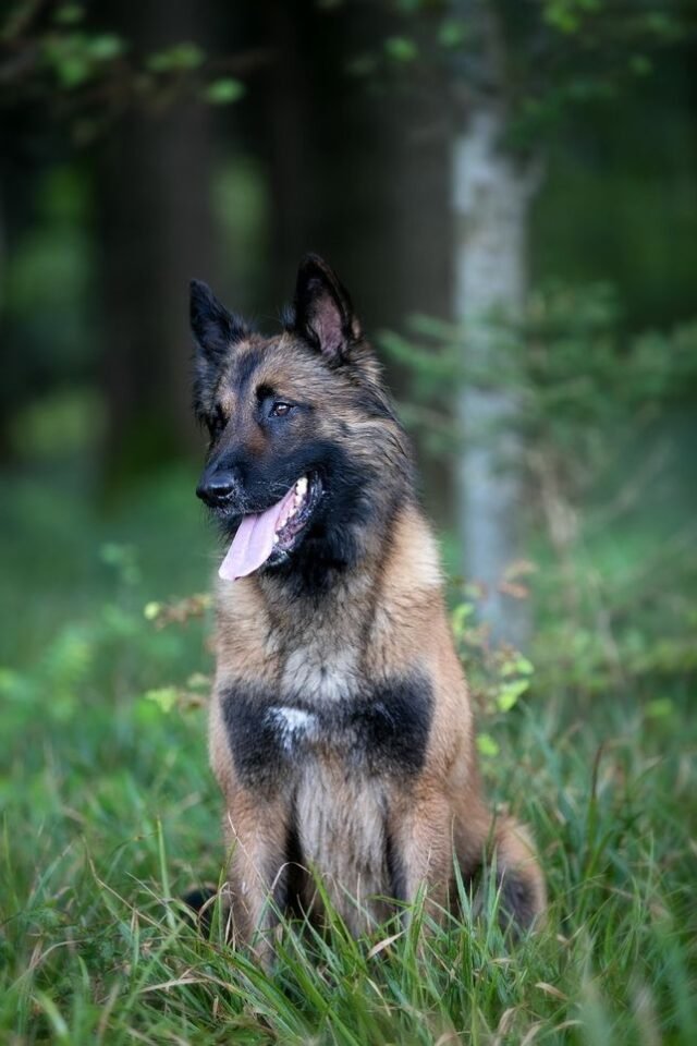 Tier Katzen Hunde 10