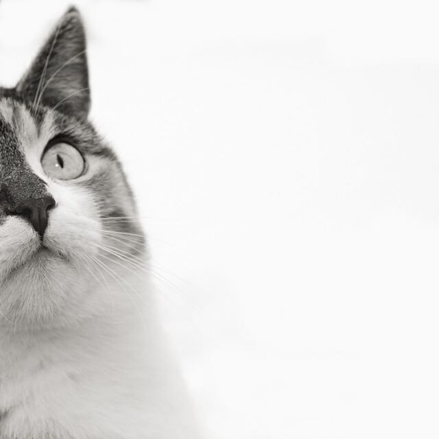 Tier Katzen Hunde 11