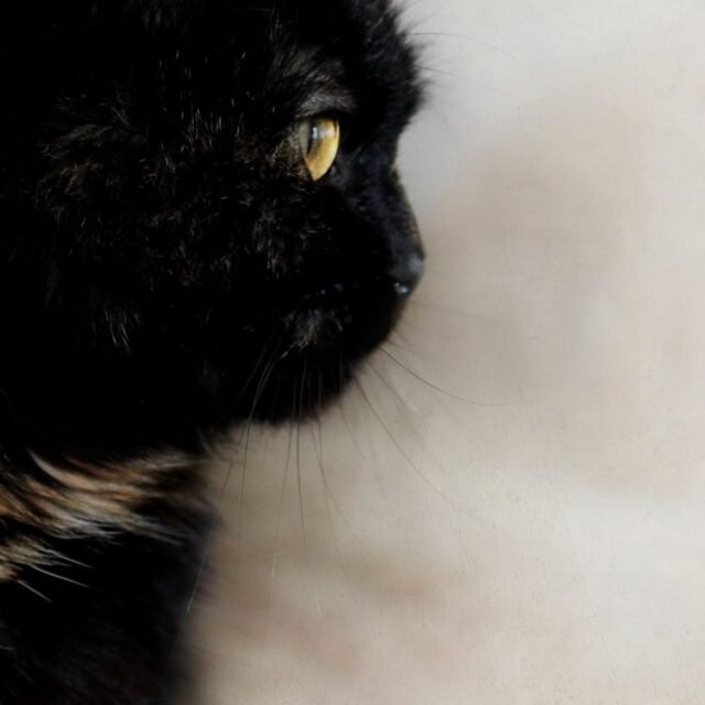 Tier Katzen Hunde 12