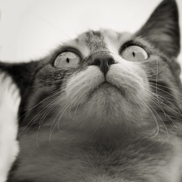 Tier Katzen Hunde 13
