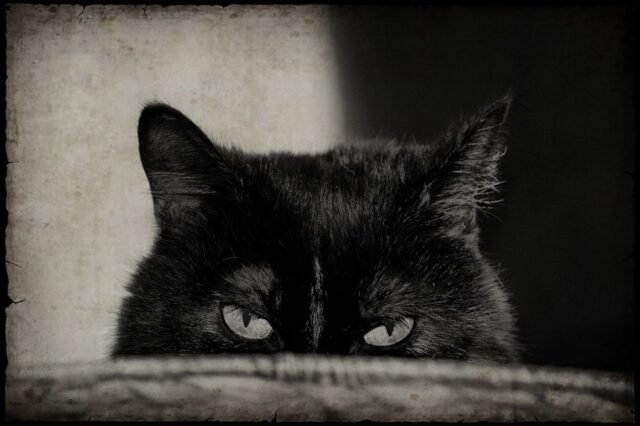 Tier Katzen Hunde 14