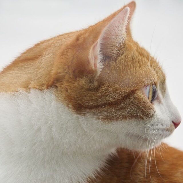 Tier Katzen Hunde 15