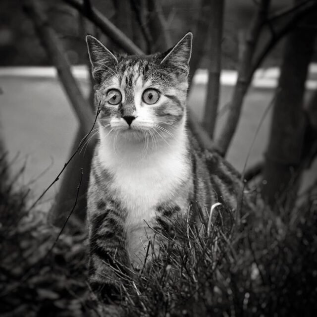 Tier Katzen Hunde 16