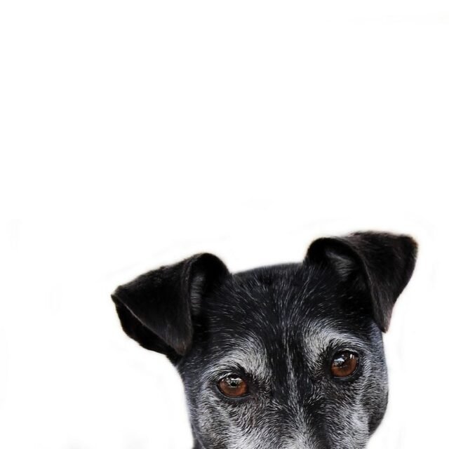Tier Katzen Hunde 17