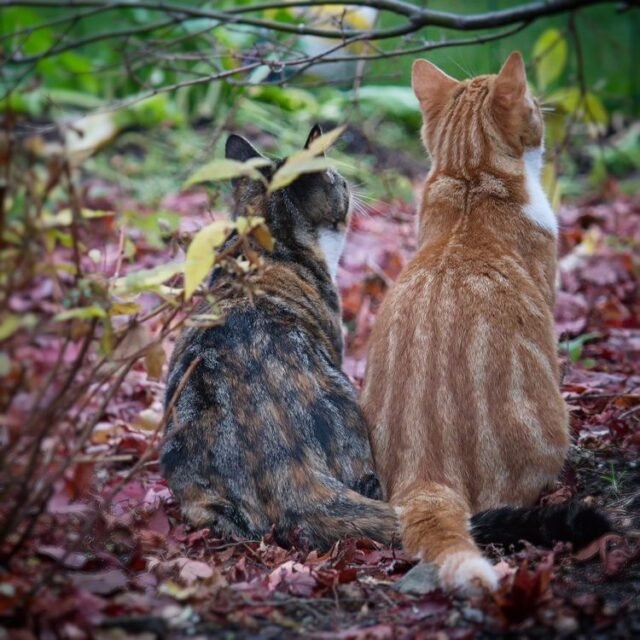 Tier Katzen Hunde 18