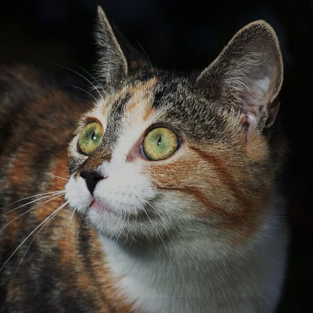 Tier Katzen Hunde 19