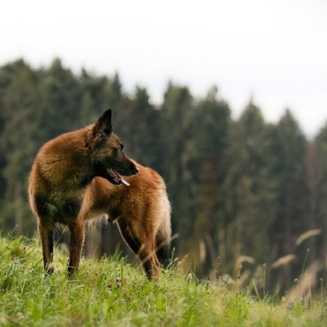 Tier Katzen Hunde 20