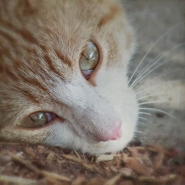 Tier Katzen Hunde 21