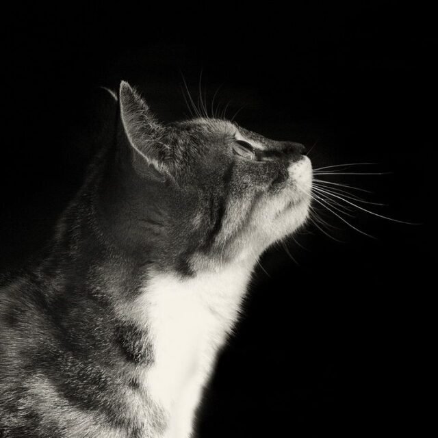 Tier Katzen Hunde 22