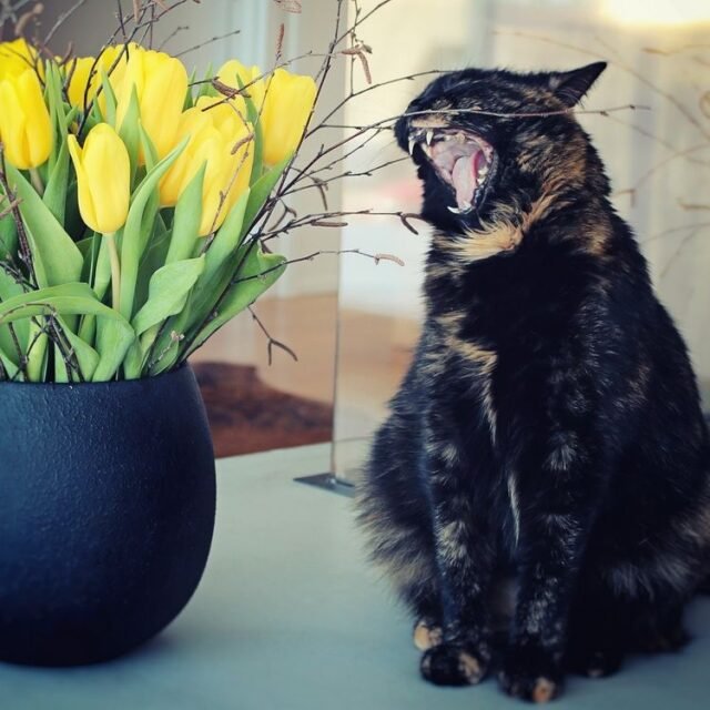 Tier Katzen Hunde 23