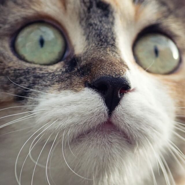 Tier Katzen Hunde 24