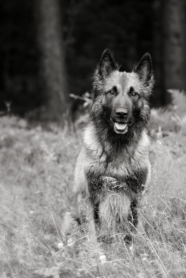 Tier Katzen Hunde 25