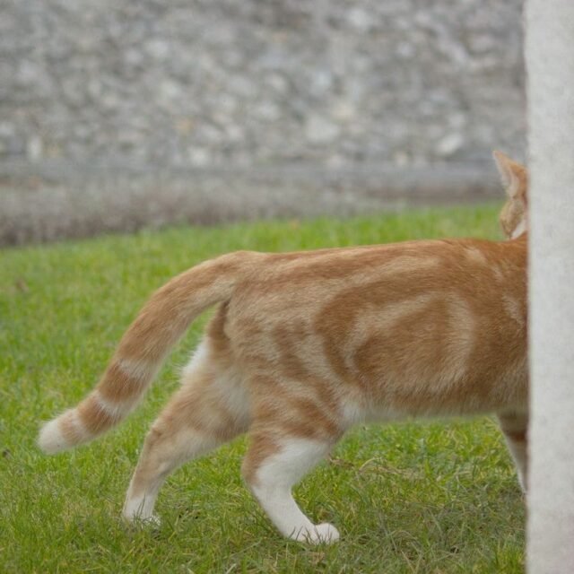 Tier Katzen Hunde 26