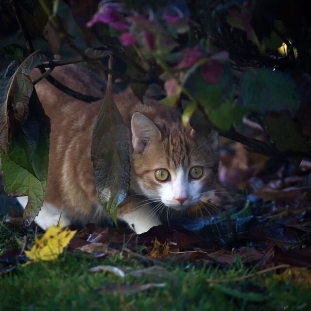 Tier Katzen Hunde 27