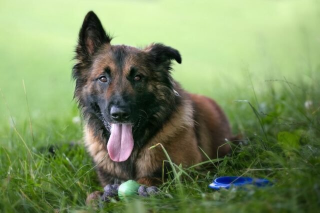 Tier Katzen Hunde 28