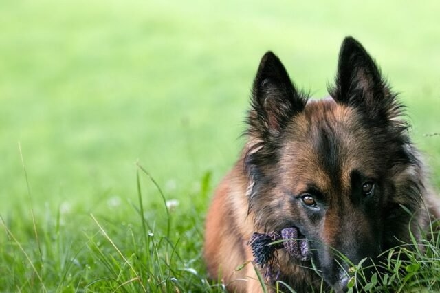 Tier Katzen Hunde 29
