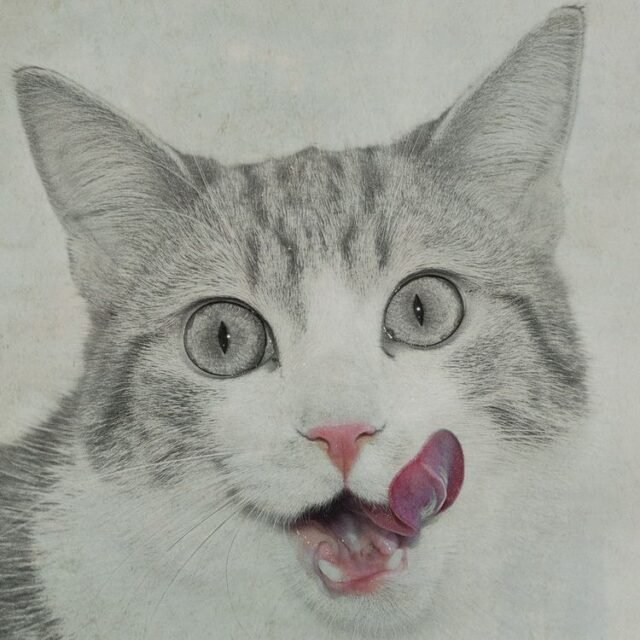 Tier Katzen Hunde 30