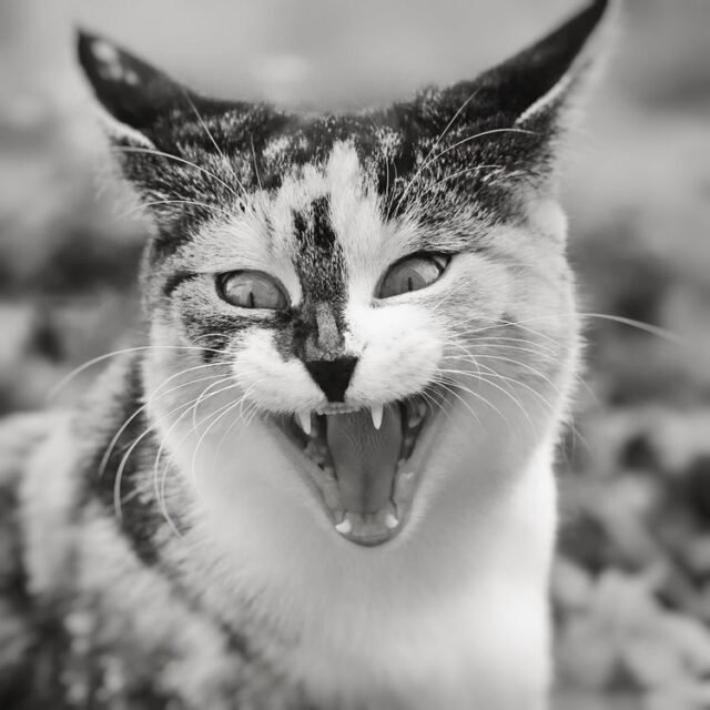 Tier Katzen Hunde 31
