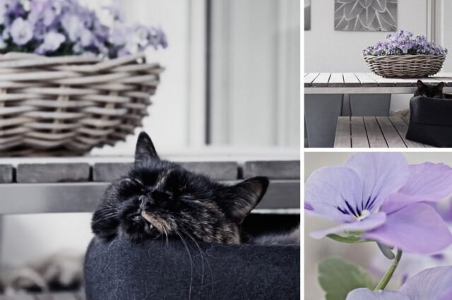 Tier Katzen Hunde 32