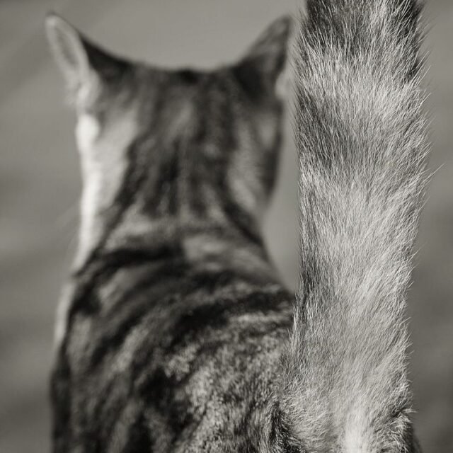 Tier Katzen Hunde 33