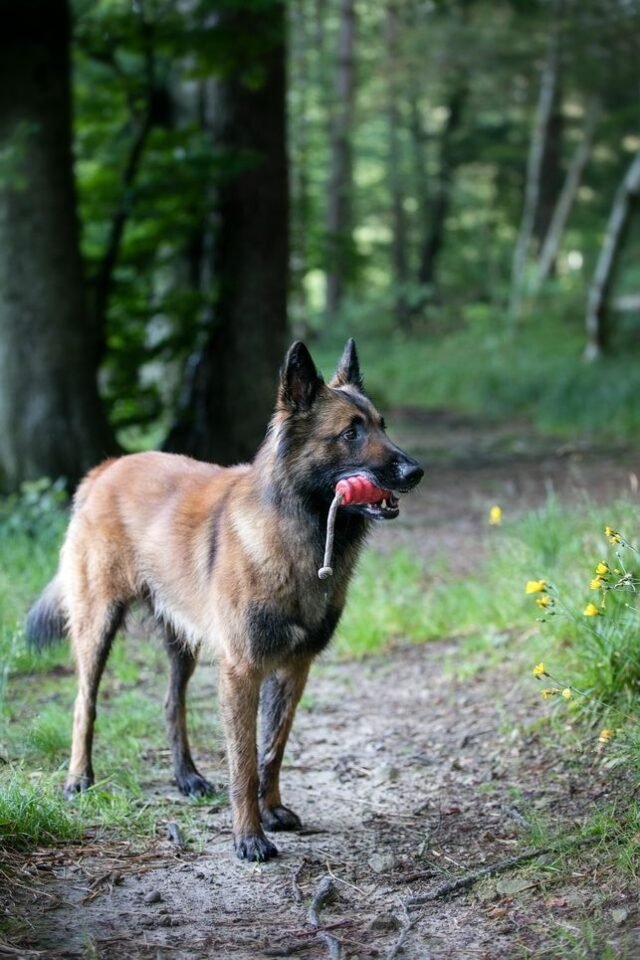 Tier Katzen Hunde 34