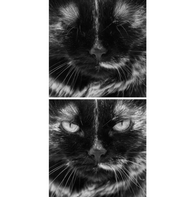 Tier Katzen Hunde 35