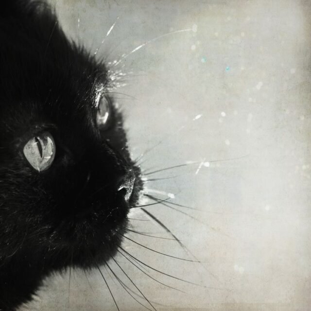 Tier Katzen Hunde 36